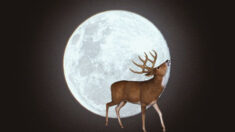 Primera superluna de 2023: Luna llena «de ciervo» cerca al solsticio de verano, ¿qué hay que saber?