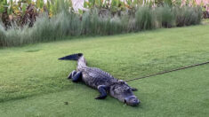Caimán ataca a septuagenario mientras paseaba por un campo de golf en Florida