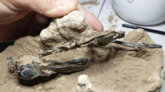 Hallado en Argentina el fósil de un pájaro carpintero de hace 200,000 años