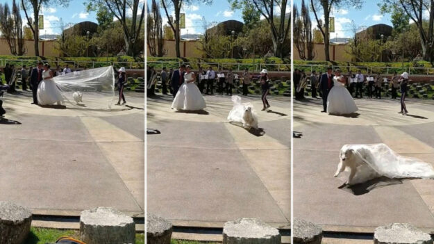 Perro travieso le roba el velo a la novia saltando sobre él durante una sesión de fotos de boda