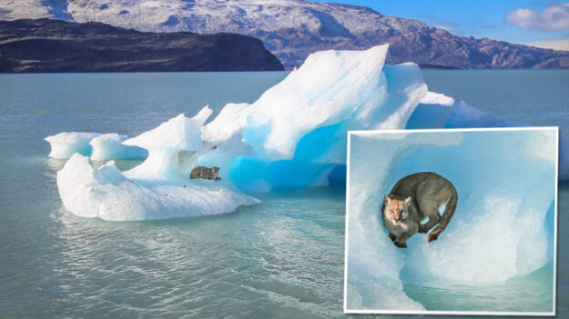 Fotógrafo retrata un puma descansando sobre un iceberg desprendido en las montañas de la Patagonia