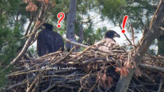 Polluelo de águila calva conoce a su «hermano adoptivo» tras ser rescatado de un nido caído