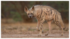 Fotógrafo resiste intenso calor en el desierto por 2 meses para tomar raras fotos de una hiena rayada