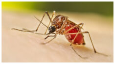 ¿Malaria en las noticias o tonterías basadas en el miedo?