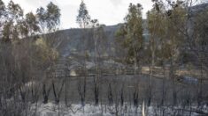 Los incendios en Italia arrasan más de 50,000 hectáreas desde principios de año