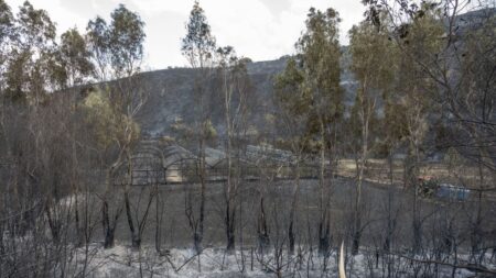 Los incendios en Italia arrasan más de 50,000 hectáreas desde principios de año