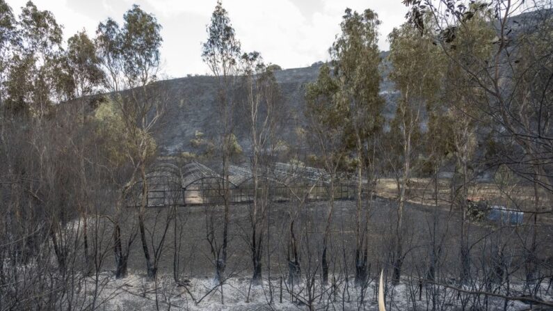 Esta foto tomada el 26 de julio de 2023 muestra tierra quemada en la ciudad de Oliveri, provincia de Messina, Sicilia, después de que un incendio arrasara el distrito durante la noche. (Giovanni Isolino/AFP vía Getty Images)