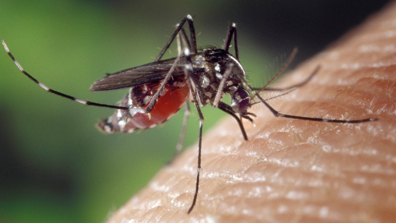 Los mosquitos necesitan alimentarse de sangre para reproducirse. Pero ¿cómo eligen de quién alimentarse? (Pixabay/ FotoshopTofs)