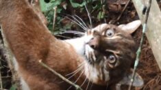 Rescatistas arriesgan su vida y rescatan un raro felino dorado de una trampa para jabalíes