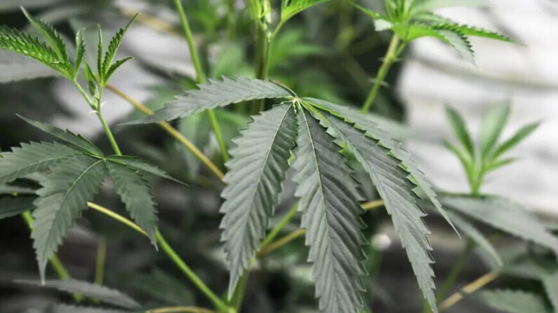 Las plantas de marihuana crecen en el dispensario de marihuana Green Pearl Organics en Desert Hot Springs, California, el 1 de enero de 2018. (Robyn Beck/AFP vía Getty Images)