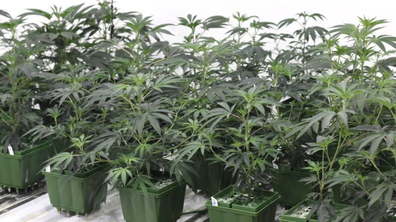 Plantas de marihuana crecen en el dispensario de marihuana Green Pearl Organics en Desert Hot Springs, California, el 1 de enero de 2018. (Robyn Beck/AFP vía Getty Images)
