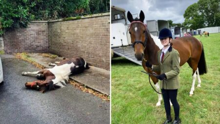 Caballo que fue abandonado y rescatado, ¡ahora gana medalla de plata con su nueva jinete de 13 años!