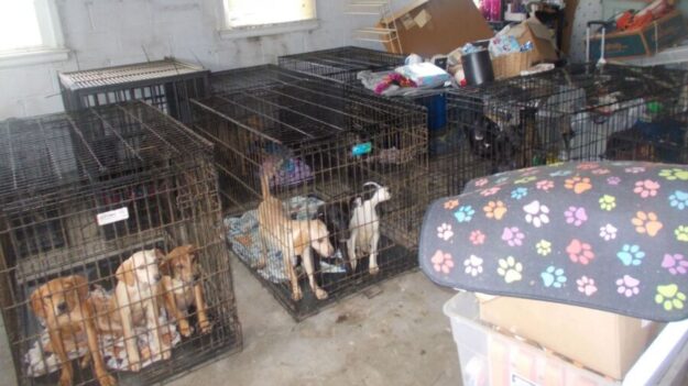 Descubren entre 30 perros muertos y más de 90 desnutridos en un rescate de animales de Ohio
