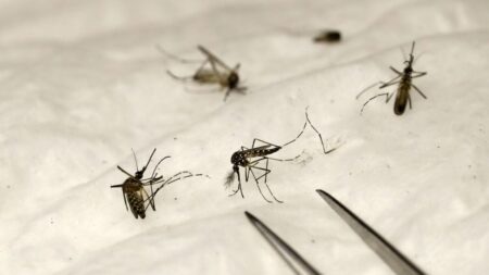 Encuentran mosquitos que dan positivo a la malaria tras casos adquiridos localmente en Florida y Texas