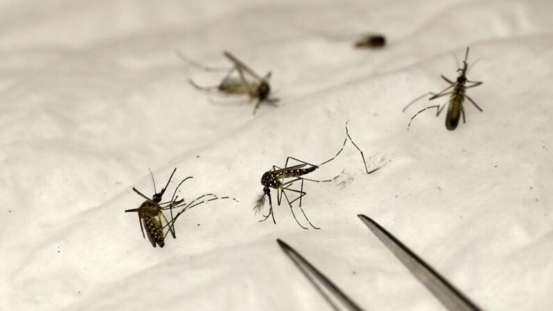 Foto tomada el 30 de marzo de 2017 que muestra mosquitos en el insectario del Instituto Pasteur en París, Francia. (Patrick Kovarik/AFP vía Getty Images)