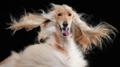 25 fotos divertidas de mascotas finalistas de los premios Pet Comedy Photo Awards 2023