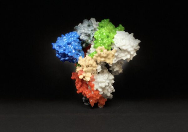 Impresión 3D de una proteína espiga en la superficie del SARS-CoV-2. Las proteínas de pico cubren la superficie del SARS-CoV-2 y permiten que el virus ingrese e infecte las células humanas. (NIH)