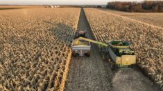 Canadá acusa a México de violar el T-MEC por prohibir el uso de maíz transgénico