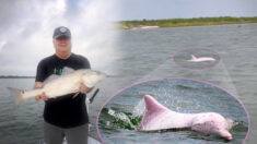 Pescador localiza un raro delfín rosado cerca del Golfo de México, y tiene un video que lo demuestra