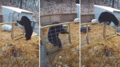 VIDEO: Hermanos cerdos unen fuerzas y se enfrentan valientemente a un enorme oso negro
