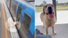 Labrador que subió solo a un tren de pasajeros para una aventura, regresa sano y salvo a casa