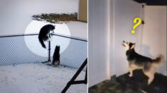 Huskies escapistas vuelven loca su dueña que sale buscarlos de madrugada y en pijama