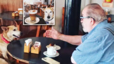 Perro rescatado por una cafetería consuela a los ancianos que van por un café