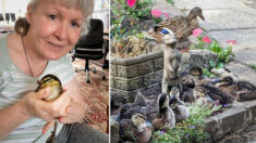 Patita que fue criada por sus rescatistas vuelve 6 meses después a visitarlos con 11 polluelos