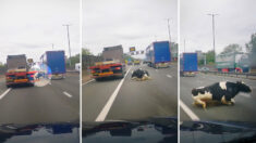 VIDEO: Conductor impactado por la caída de una vaca en plena carretera logra esquivarlo por poco