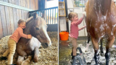 Adorable niña de 2 años baña a su caballo con una pequeña escalera: ¡El video más tierno!