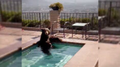 Video muestra a un oso en plena ola de calor refrescándose en la piscina de un patio trasero