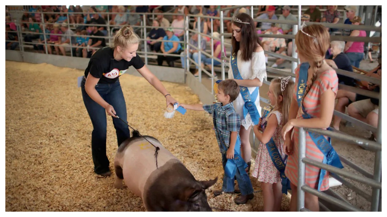 Un concursante recibe una cinta azul después de mostrar un cerdo durante la competencia en la Feria del Condado de Iowa el 13 de julio del 2018, en Marengo, Iowa. (Scott Olson/Getty Images)