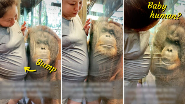 VIDEO: Orangután se inclina sobre el vientre de una mujer embarazada para oír el latido de su bebé