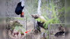 Enorme madre alce defiende a sus crías de un «hambriento» oso negro en Alaska: «Fue aterrador» (VIDEO)