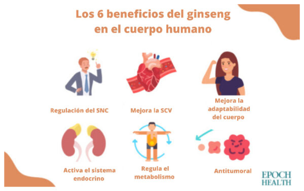 Seis beneficios del ginseng en el cuerpo humano.