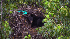 Avistan un oso negro durmiendo la siesta en el nido gigante de un águila calva en una base militar