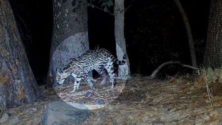 Fotógrafo aficionado capta al único ocelote raro y en peligro de extinción conocido de Arizona