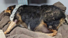 Perro de 130 libras destinado a la eutanasia se salva cuando una joven veterinaria se enamora de él