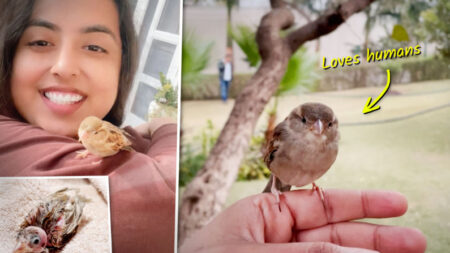 Mujer encuentra bebé gorrión sin plumas temblando, lo lleva a casa y ahora el ave ama a los humanos