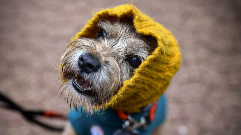 En una imagen de archivo se ve un Border Terrier. (Jeff J Mitchell/Getty Images)