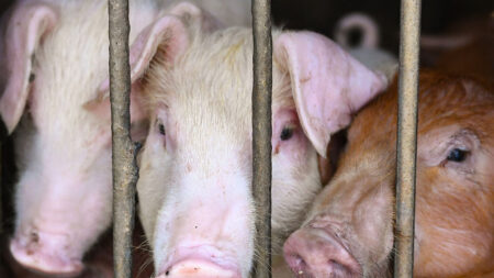 Dos personas de Michigan contraen la gripe porcina, según los CDC