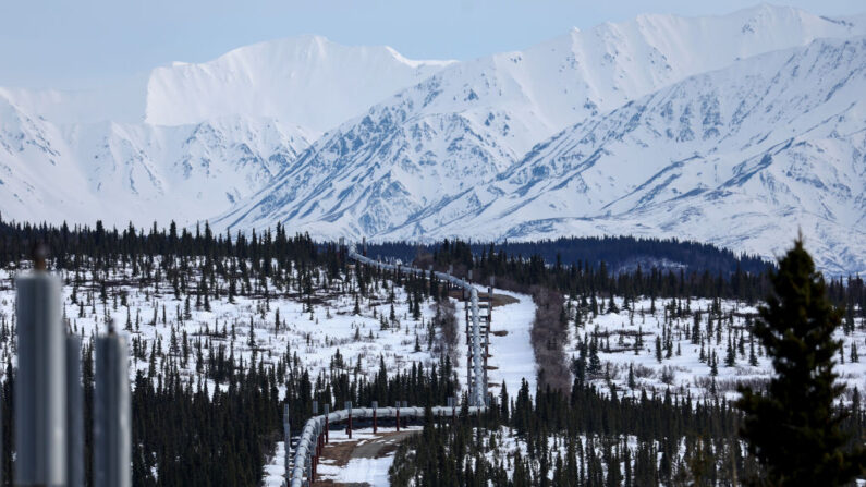 Una parte del Sistema de Oleoductos Trans Alaska atraviesa un bosque boreal pasando por las montañas de la Cordillera de Alaska el 5 de mayo de 2023 cerca de Delta Junction, Alaska. (Mario Tama/Getty Images)