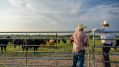 Los ganaderos se oponen a la propuesta de mandato de chips electrónicos del USDA