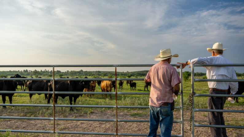 Los ganaderos examinan su rebaño de ganado en Quemado, Texas, el 13 de junio de 2023. (Brandon Bell/Getty Images)