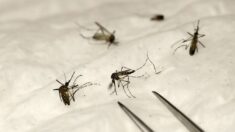 Los CDC revelan nuevos detalles sobre el último caso de malaria adquirida localmente