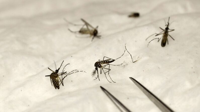 Mosquitos en una imagen de archivo. (Patrick Kovarik/AFP vía Getty Images)