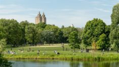 Nueva York pagará 5 millones a una mujer herida al caerle un árbol de Central Park