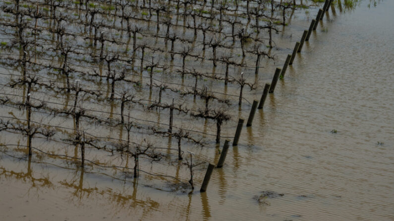 Cultivos inundados tras una tormenta en las afueras de Frenso, California, el 12 de marzo de 2023. (John Fredricks/The Epoch Times)