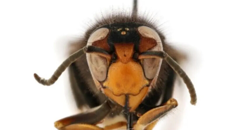 El avispón de patas amarillas es una especie de avispón invasor originaria del sudeste asiático. (Cortesía del Departamento de Agricultura de Georgia)