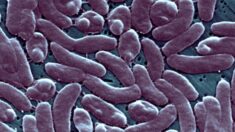 Tres personas mueren tras infectarse con una rara bacteria carnívora en Connecticut y Nueva York